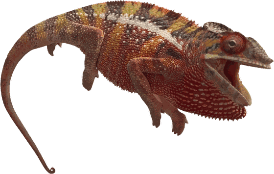 Panther chameleon