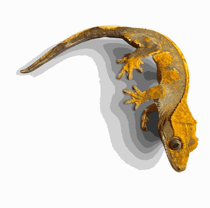 Crested gecko