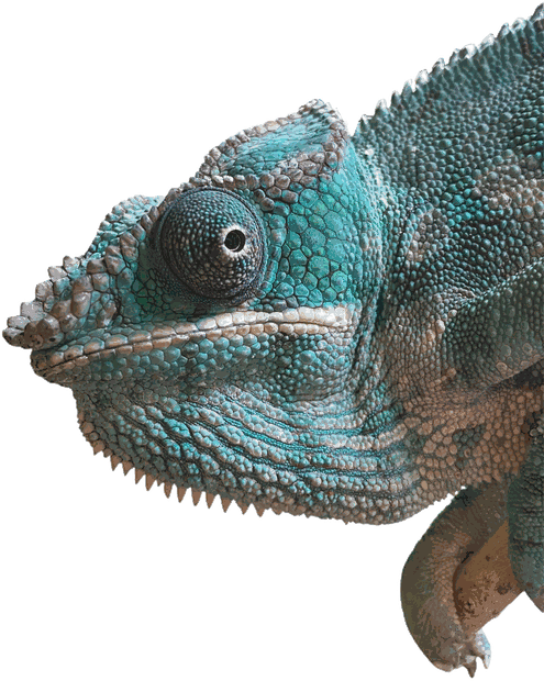 Panther chameleon