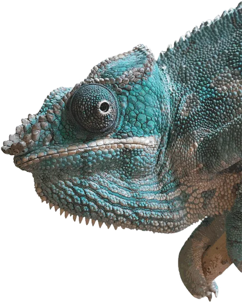 Panther chameleon