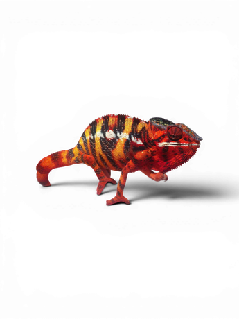Panther chameleon