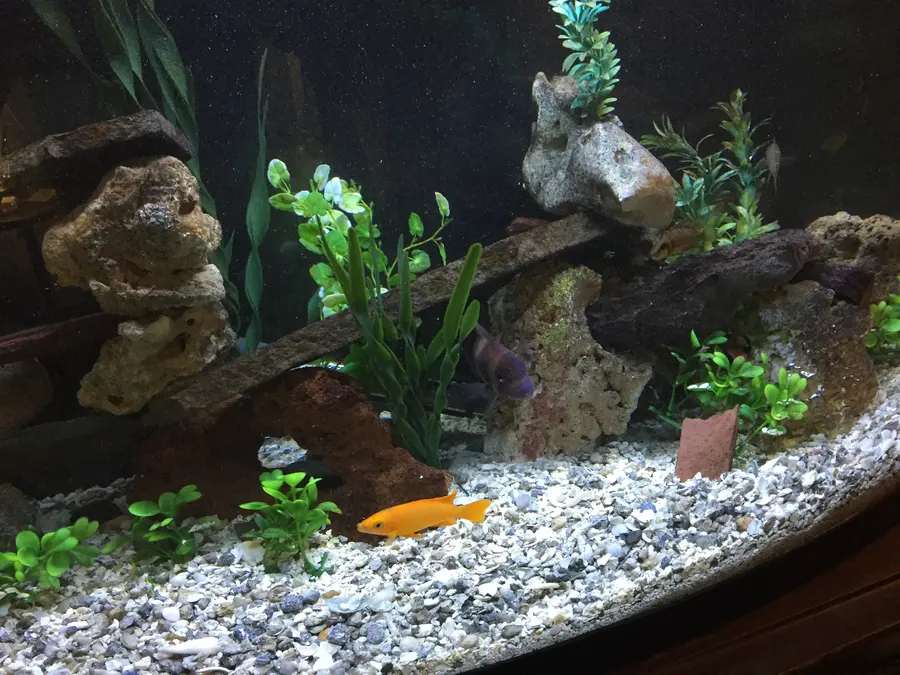 A rockscaped cichlid tank