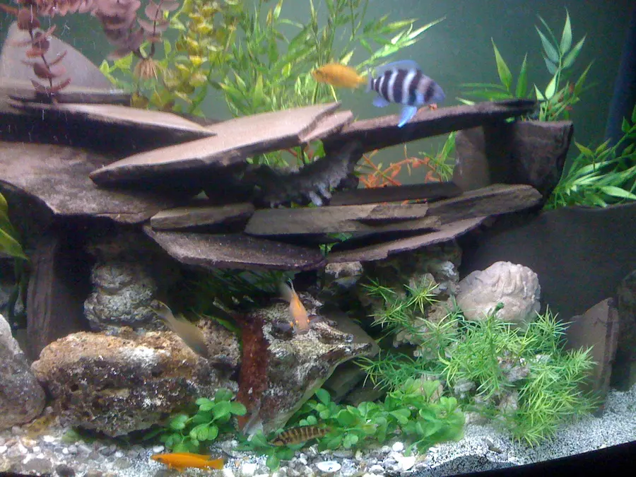 A slate-and-rock cichlid tank