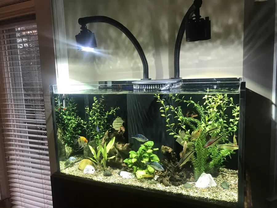A planted community tank