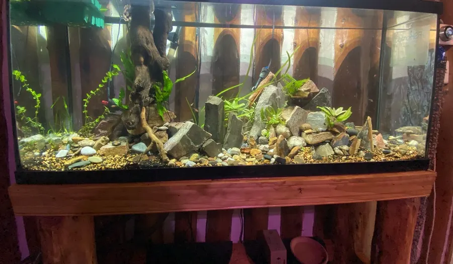 A planted rock-and-wood aquascape