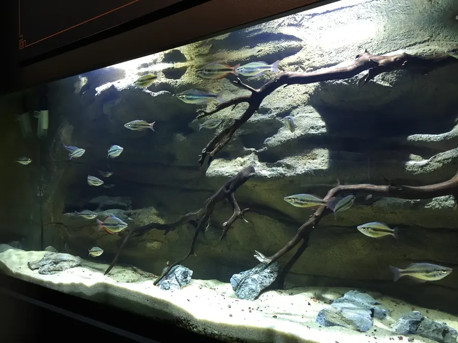 A school of rainbowfish