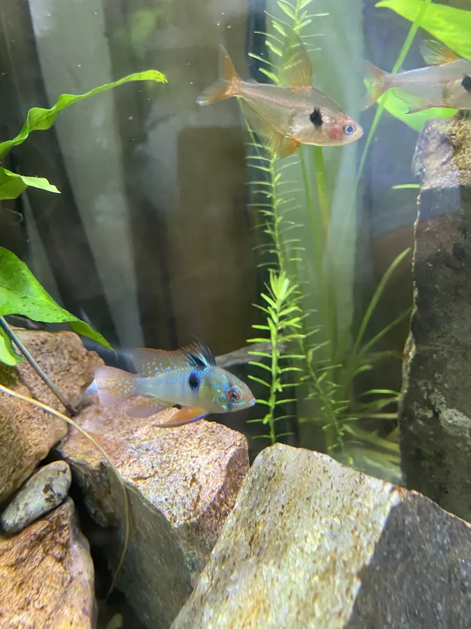 A German blue ram