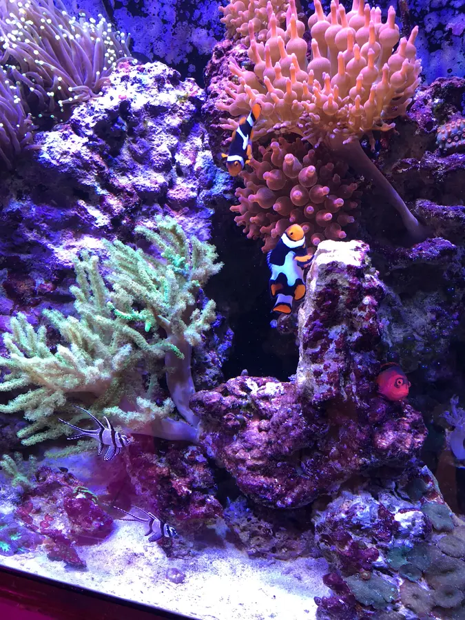Clownfish in a bubble-tip anemone