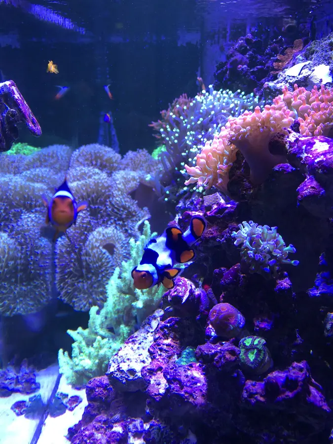 Ocellaris clownfish over soft corals