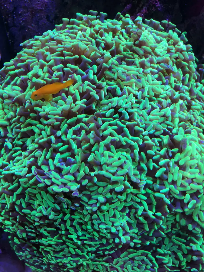 A yellow clown goby on a hammer coral