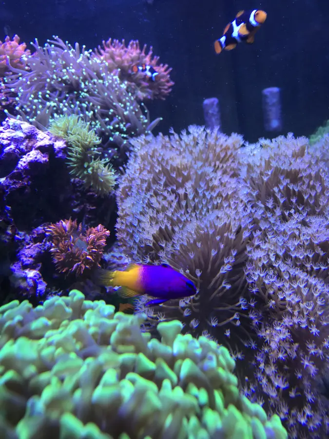 A royal gramma among corals