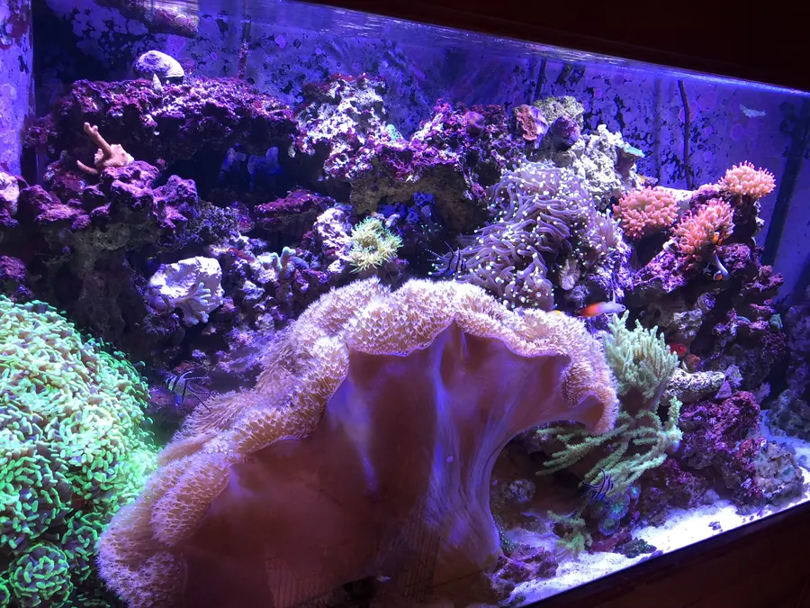 A mixed reef tank with anemones and soft corals