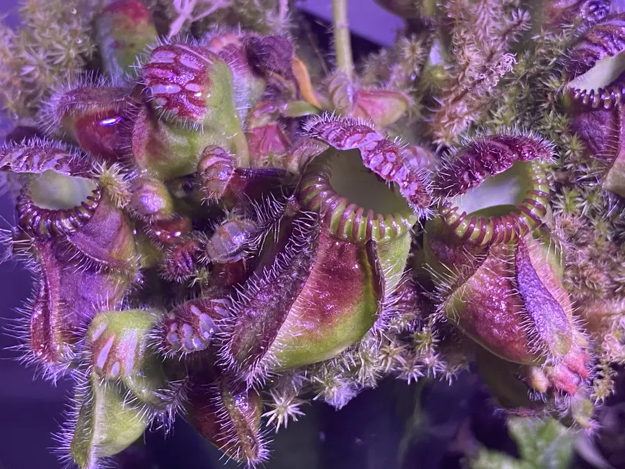 Cephalotus follicularis pitchers