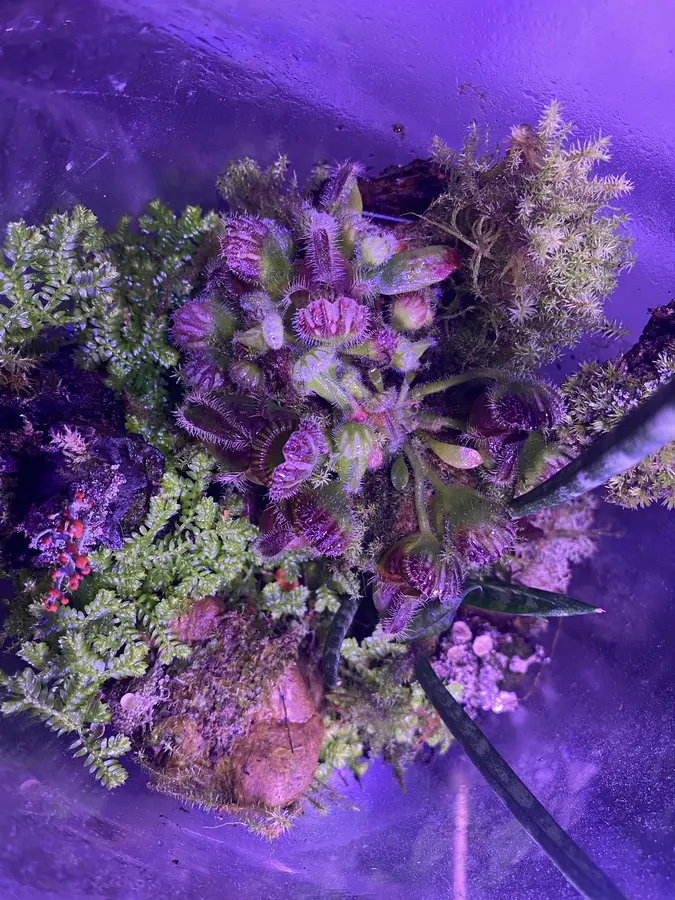 Venus flytrap in a planted terrarium