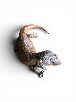 Plated lizard