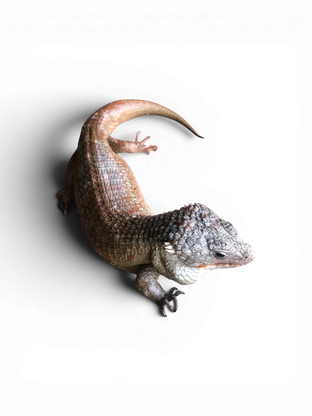 Plated lizard
